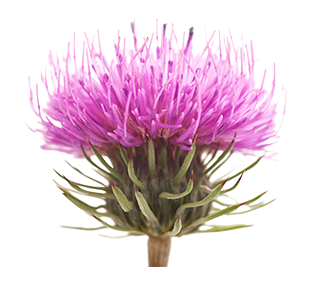Visuel-Bardane-2-318x295