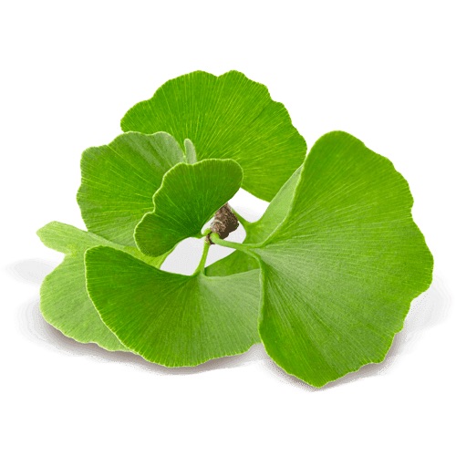 ginkgo_superdiet_sddm