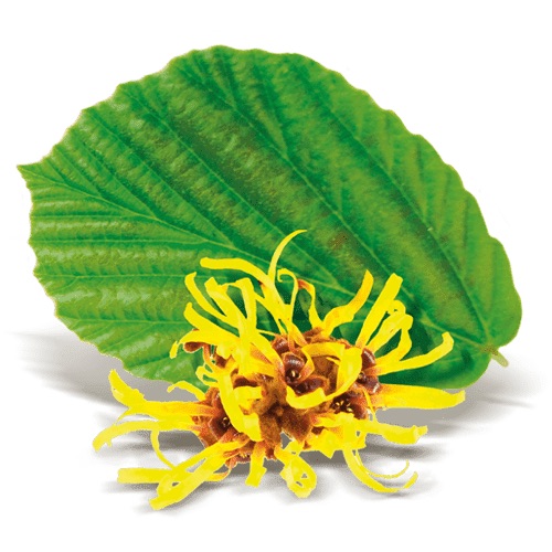 hamamelis_superdiet_sddm
