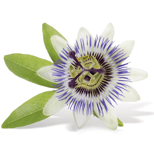passiflore_superdiet_sddm
