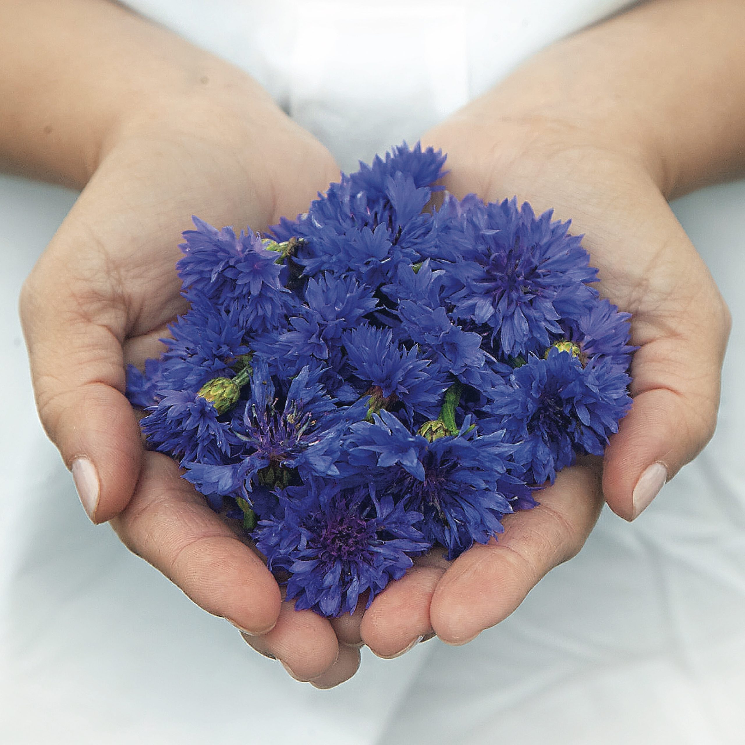 bleuet_fleur_klorane_mauritius_sddm