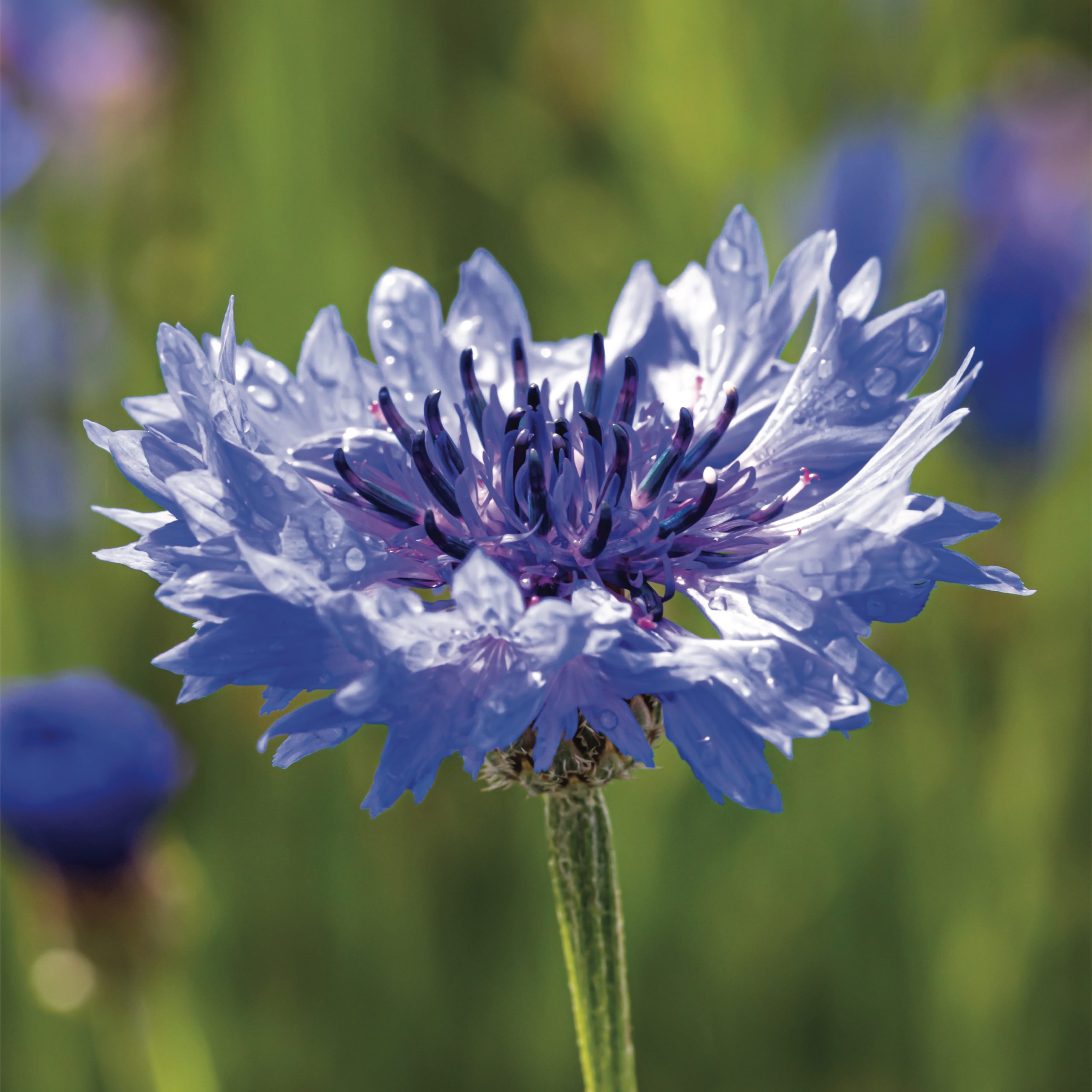 bleuet_flower_klorane_mauritius_sddm