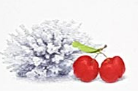 Corail Acerola