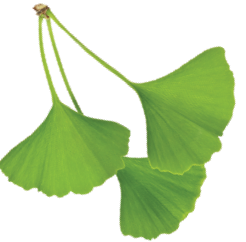 Gingko Biloba SD