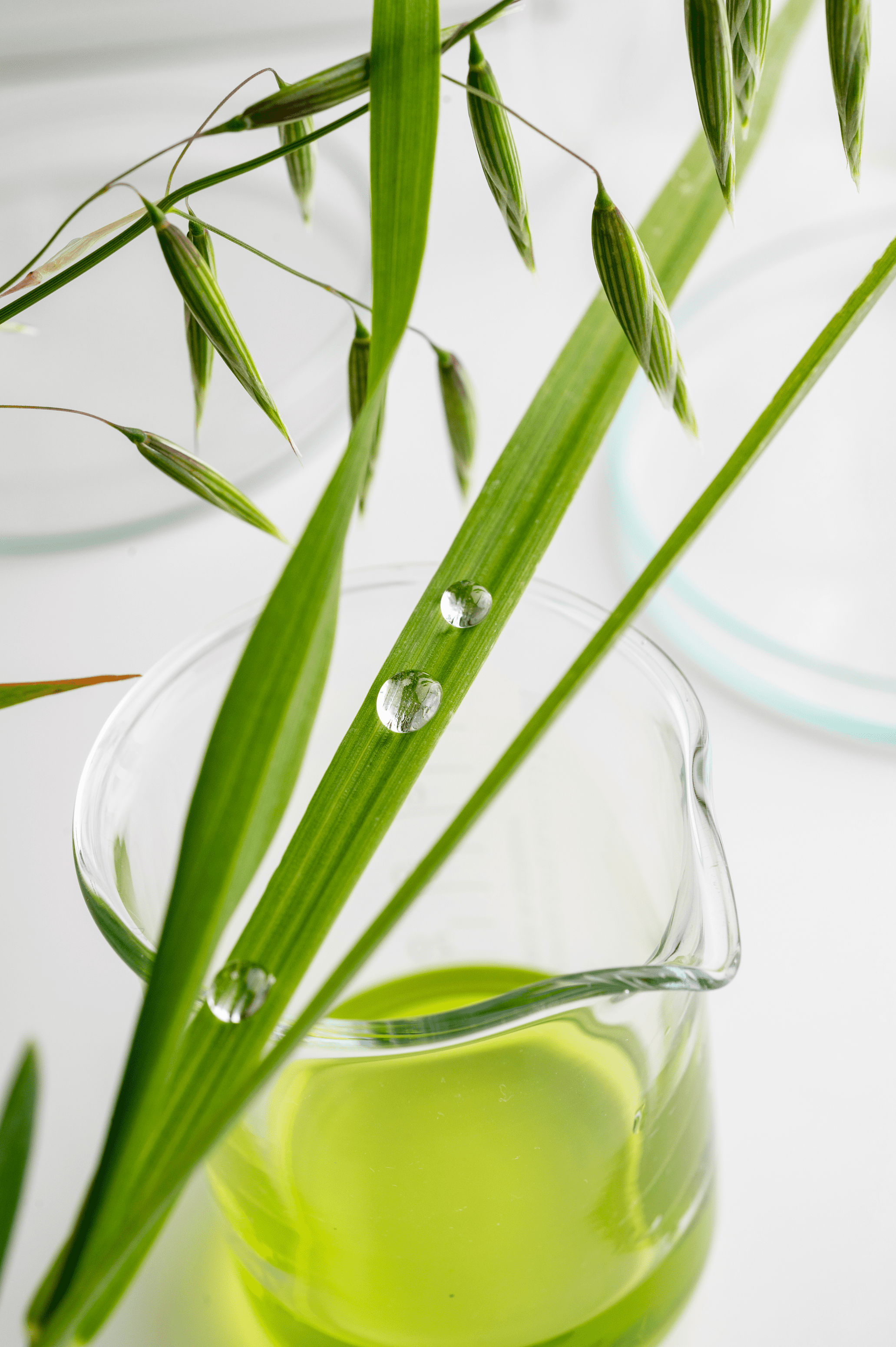ad_avoine_graine-plantule_2021