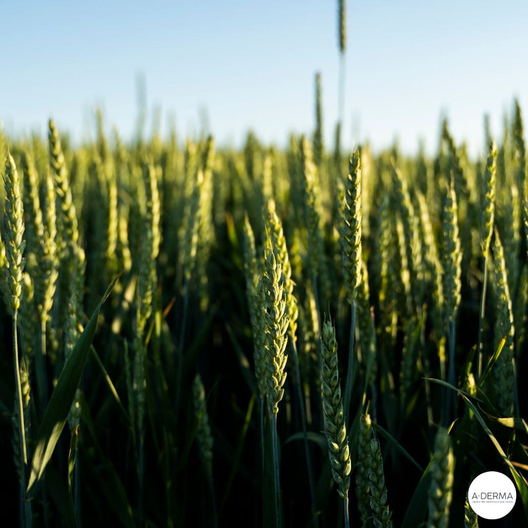 L'Avoine Rhealba, cultivée selon des normes strictes en agriculture biologique, est une source naturelle de douceur et de confort pour la peau. Grâce à ses extraits riches en actifs apaisants, elle offre une solution délicate et efficace pour le soin quotidien des peaux délicates.